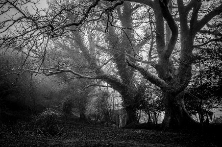 Misty forest nature