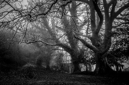 Misty forest nature photo