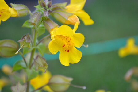 Yellow red spots water flower