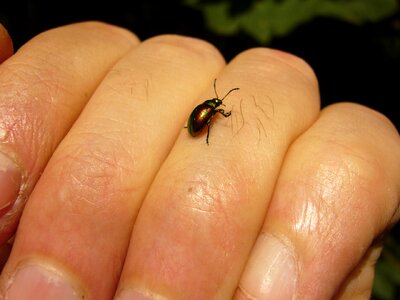 Leaf beetle chrysomelidae colorful photo