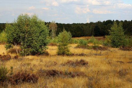 Agriculture autumn bush photo