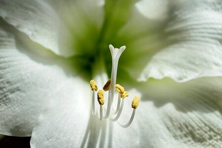 Beautiful beautiful flowers beautiful image