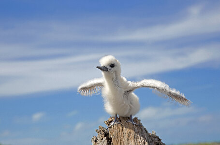 White Tern Chick trying to fly photo