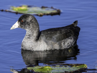 American Coot swimming in Pond photo