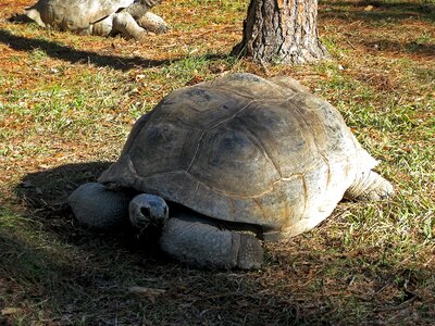 Turtle zoo animal
