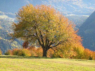 South tyrol deciduous tree fall foliage photo