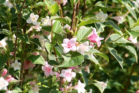 Weigela bush flower