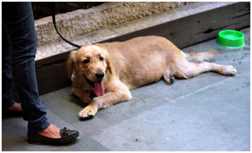 Dog Relaxing Ground