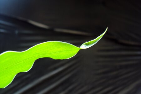 Nature plant medicine
