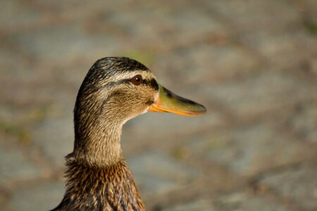 Side View duck bird waterfowl