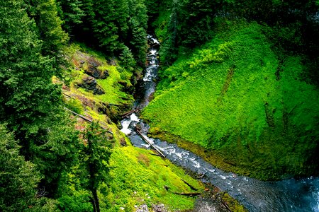 Creek forest landscape