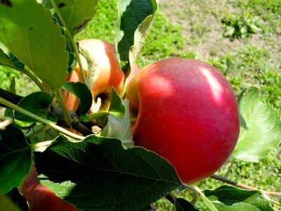 Apple apples food