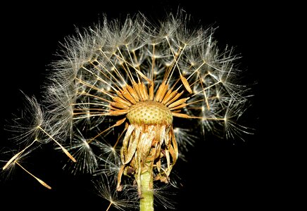 Dandelion seeds nature