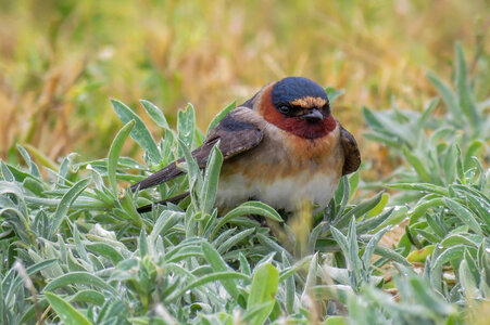  
Cliff Swallow sits in vegetation 
