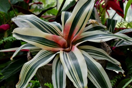 Rain Forest desert plant nature