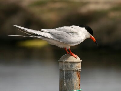 Perched avian seabird photo