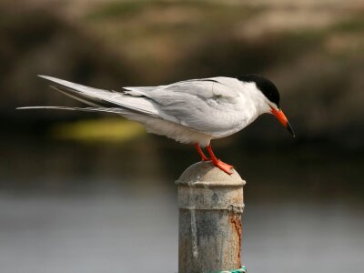 Perched avian seabird