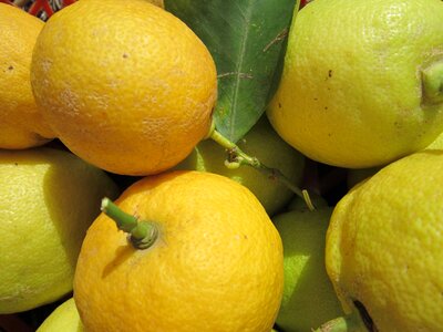 Citrus diet dietary