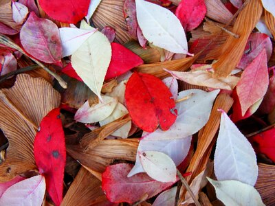 Fall autumn colorful