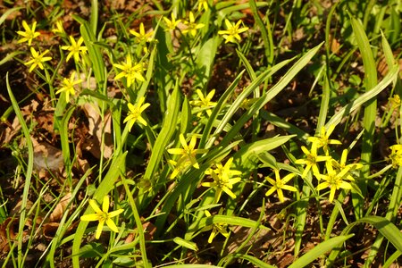 Bloom flower yellow photo