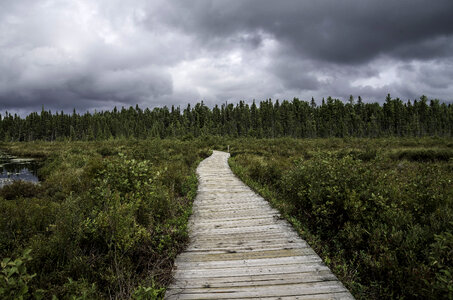 Boardwalk into the Bog at Algonquin Provincial Park, Ontario photo
