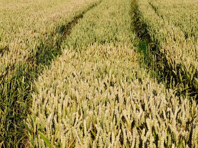 Cereals grain golden photo