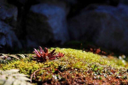 Flora foliage grass
