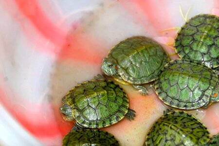 Turtles reptile tortoise shell photo