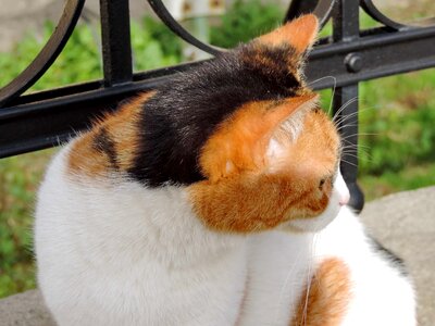 Pet cat animal
