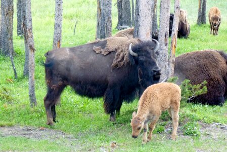 Wild american mammal photo