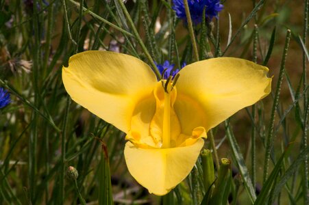 Close-Up meadow pistil photo