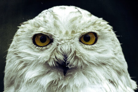 White Owl Staring with Golden Eyes photo