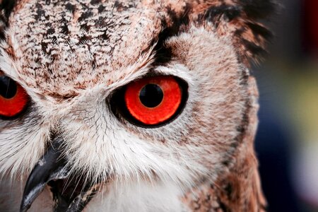 Great Horned Owl Staring with Red Eyes photo