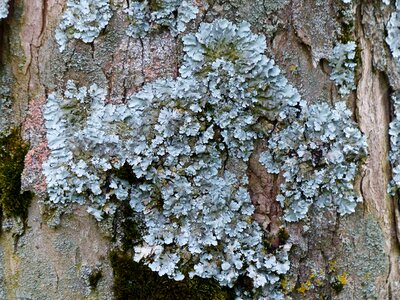 Parmelia sulcata log tribe photo