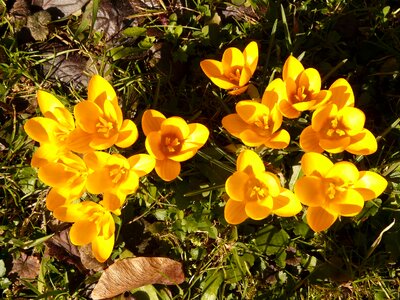 Close up macro flowers photo