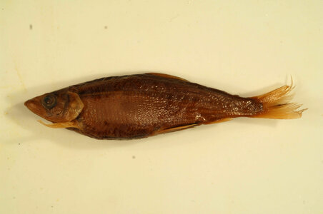 Coregonus hoyi-4