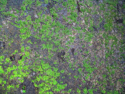 Moss Texture On Wall