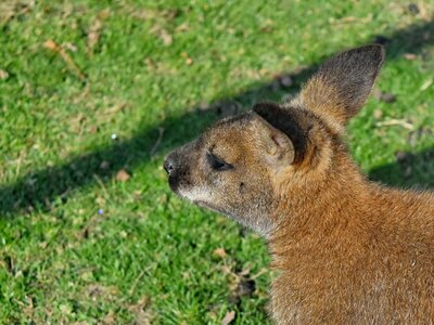 Australia kangaroo rodent photo
