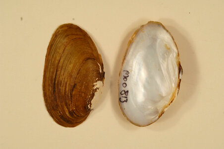Ptychobranchus occidentalis-1