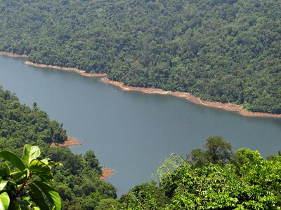 Mountains dense forest evergreen