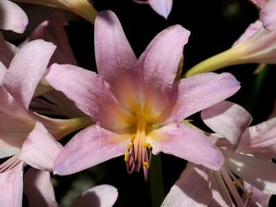 Pink summer flowers