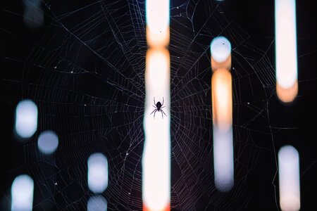 Spider on Web photo