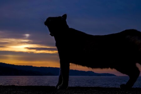 Animal atmosphere backlight