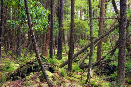 Bark branch climate