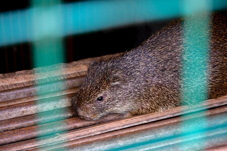 Animal aulacode agouti photo