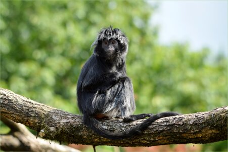 Javan lutung primate animal photo