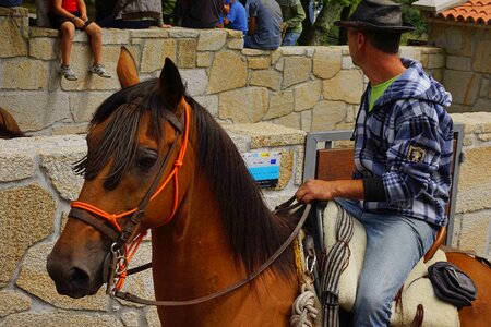 Animal brown cavalry photo