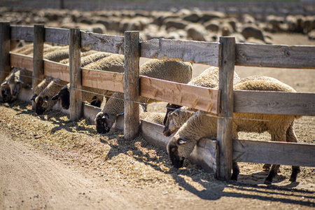 sheep and cattle at a feedlot in Colorado