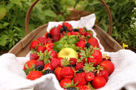 Berries basket picnic