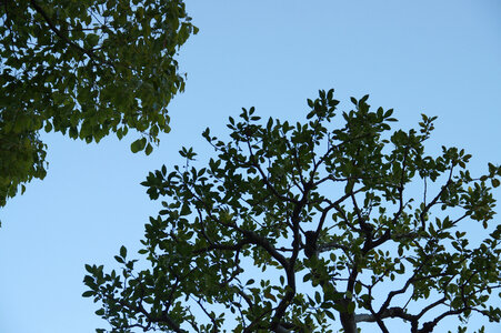 27 Tree